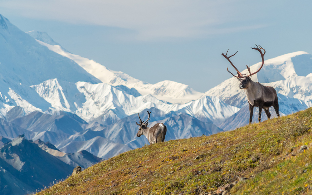 Picture of Grand Alaska