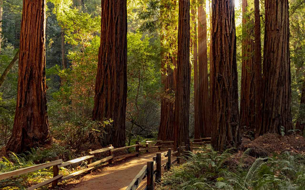 Picture of California Vines, Rails & Redwoods