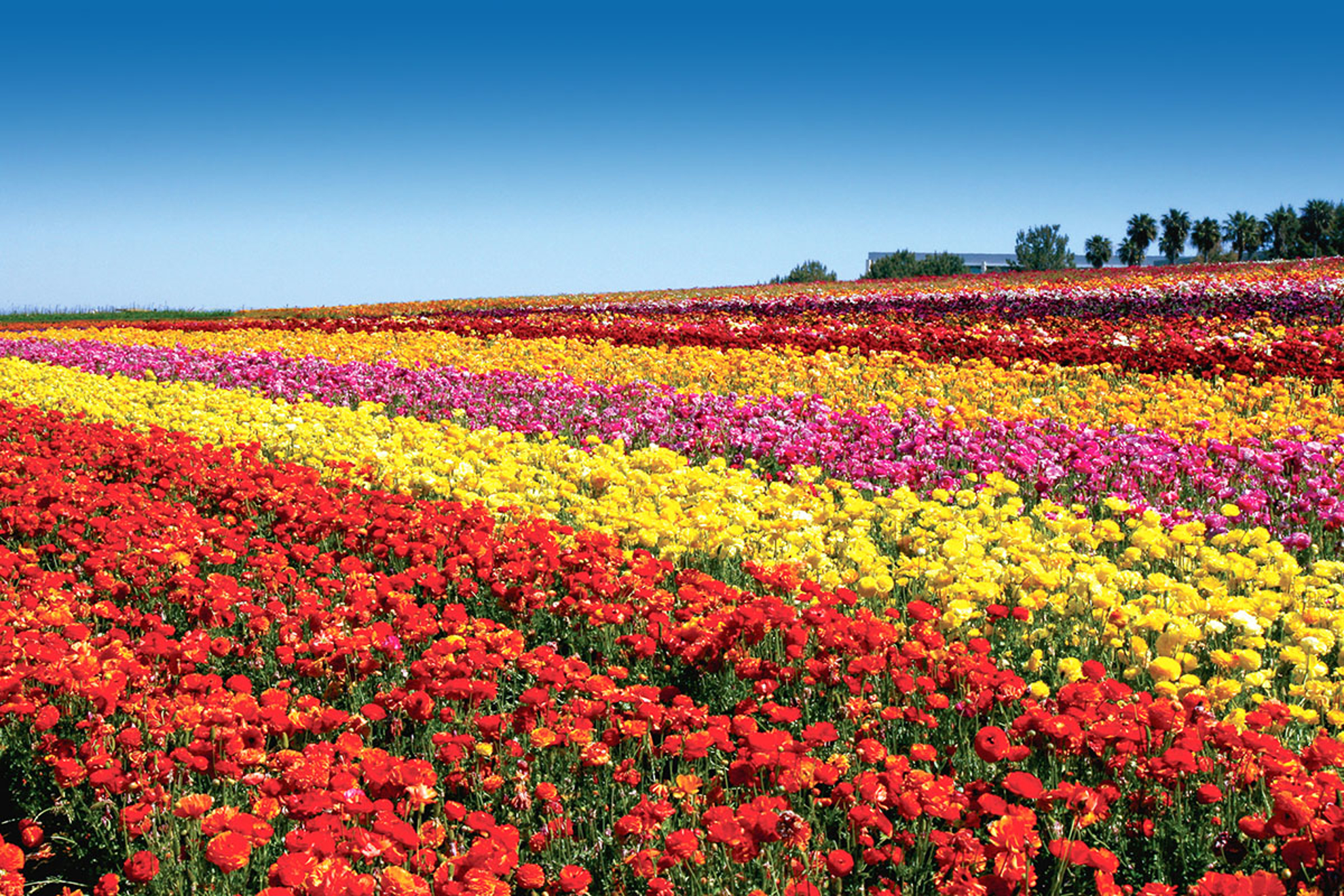Good Times Travel - Petals & Peace