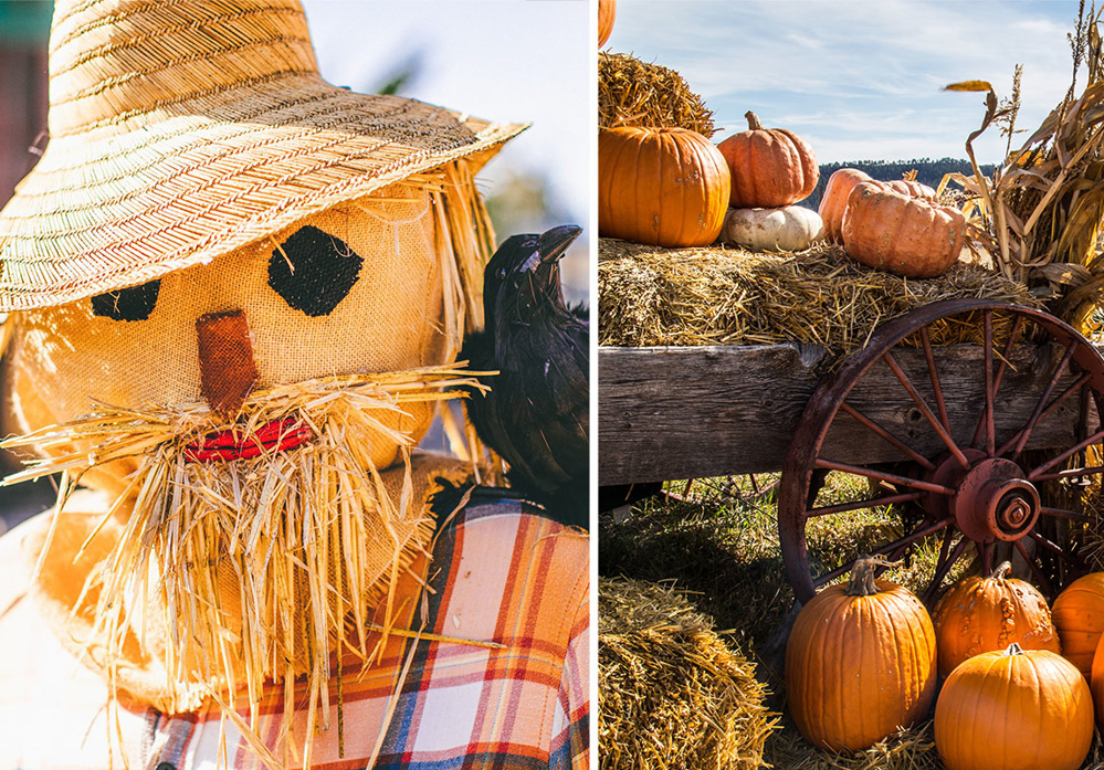 Picture of Central Coast Scarecrows, Wineries & Wild Horses