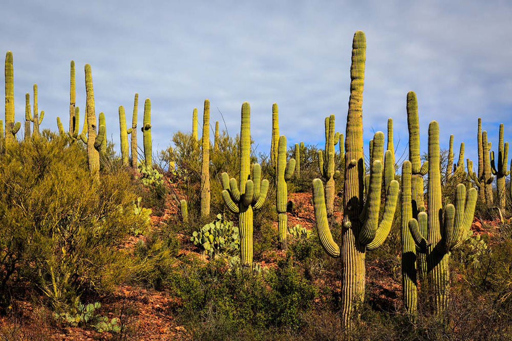 Picture of Tucson, Tombstone & The Wild West 11/9/2025-11/14/2025