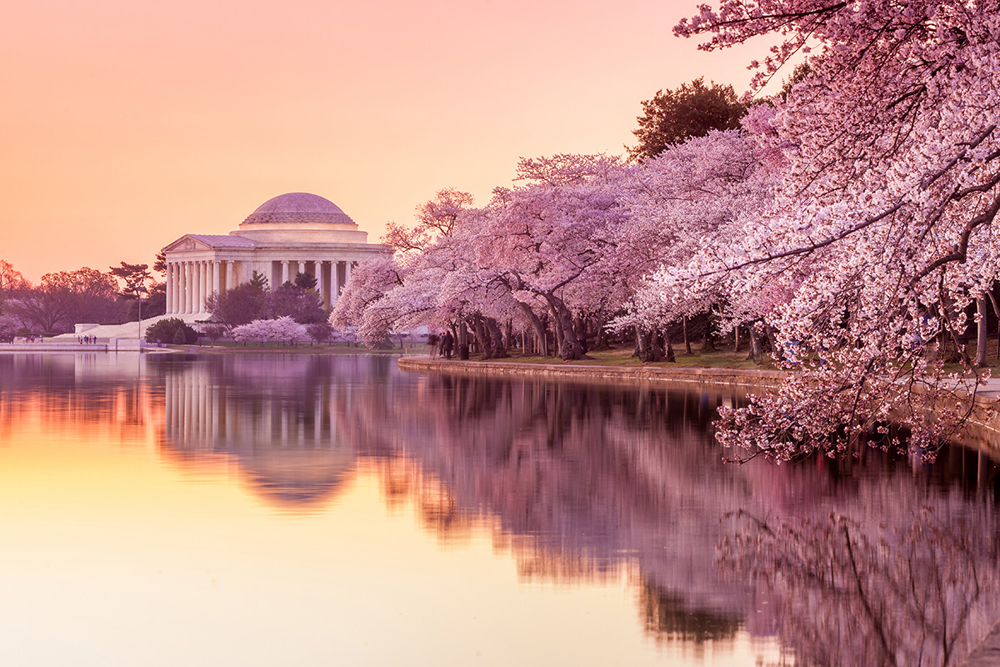 Picture of Washington, D.C. Blossoms