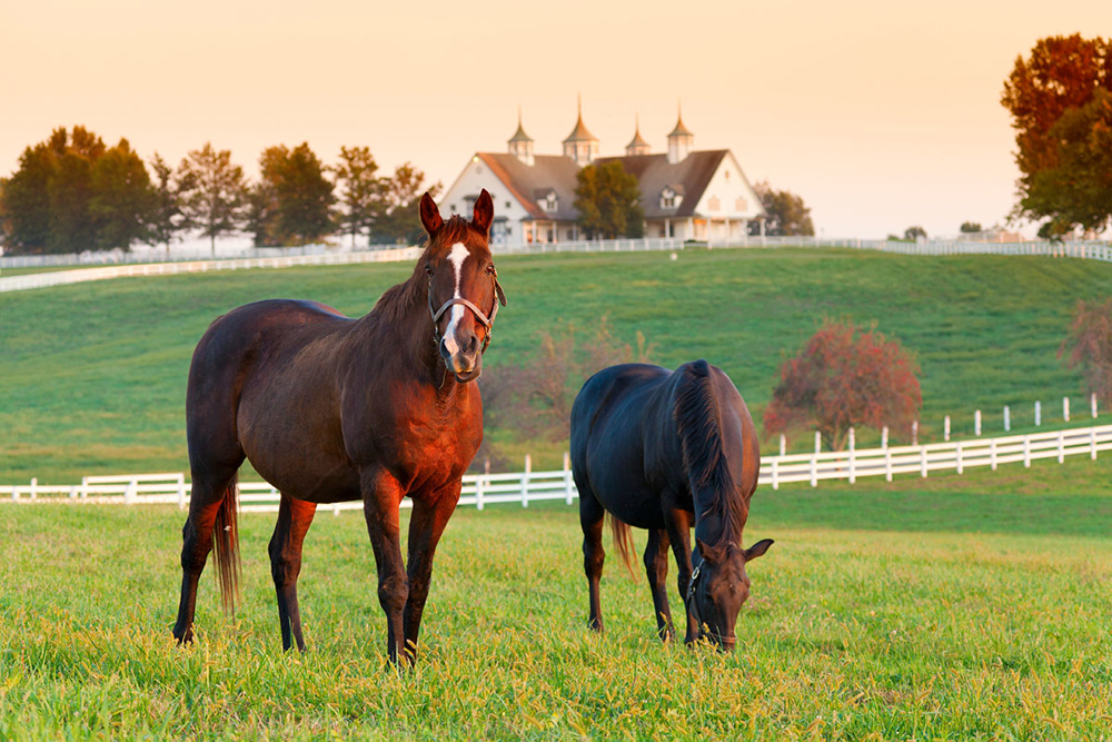 Picture of Kentucky’s Bluegrass, Bridles & Bourbon