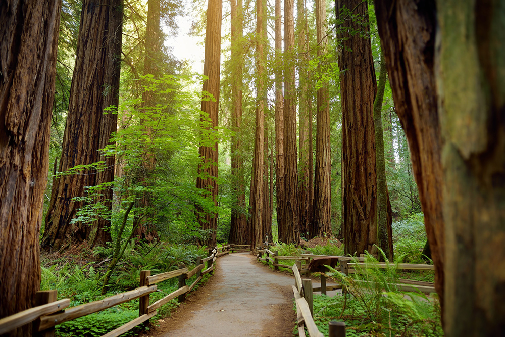 Picture of Classic California – Golden Shores, Redwood Groves & Rails 9/7/2026-9/11/2026
