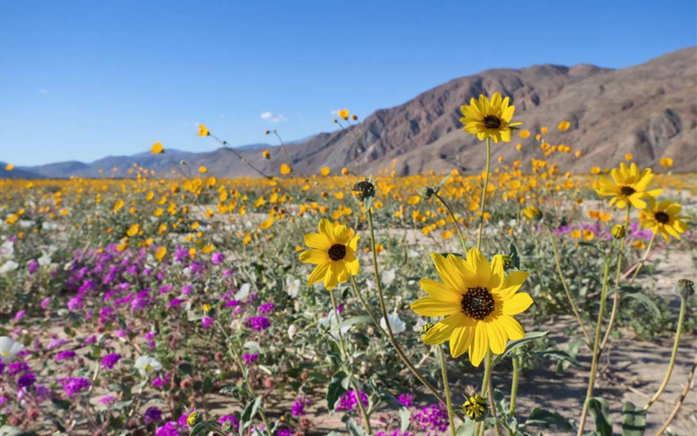 Picture of Backroads, Barrels & Borrego Springs