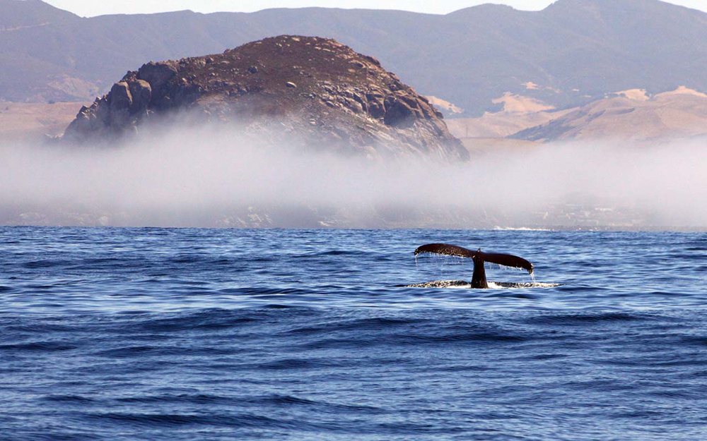 Picture of Central Coast Whales, Rails & Dunes