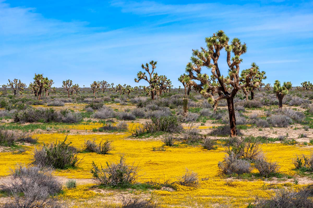 Picture of Joshua Tree & San Andreas Fault