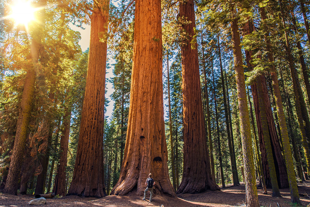 Picture of Sequoias, Wine & Wonder Valley Ranch