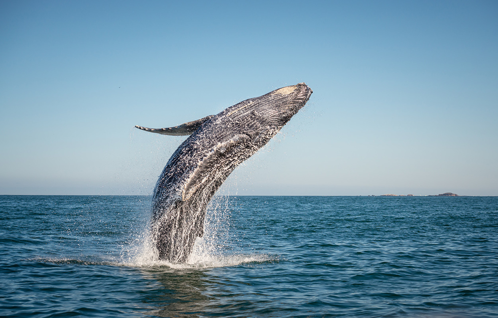 Picture of Baja Whales & Wine 