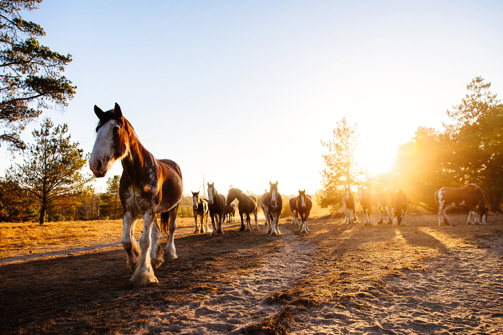 Picture of Central Coast Cottages, Clydesdales & Cabernet
